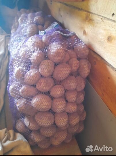 Продам картофель урожай 2023