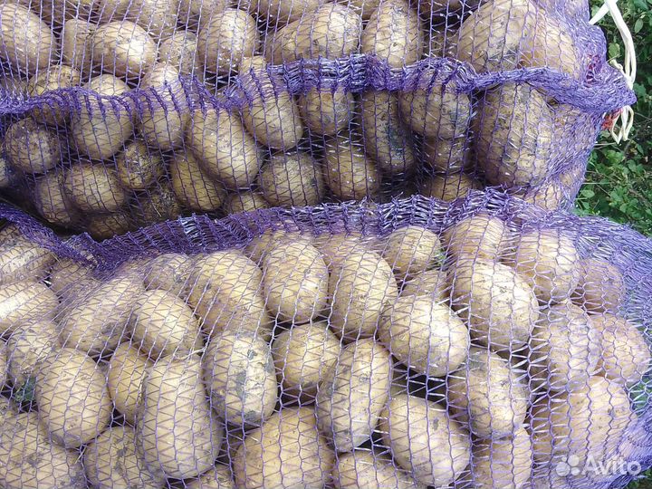 Продам картофель деревенский поздний