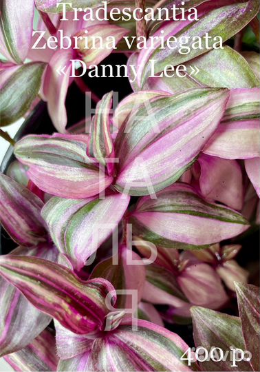 Комнатные растения- Традесканция «Danny Lee»