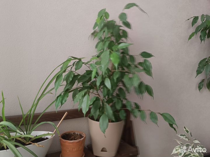 Комнатные цветы фикус
