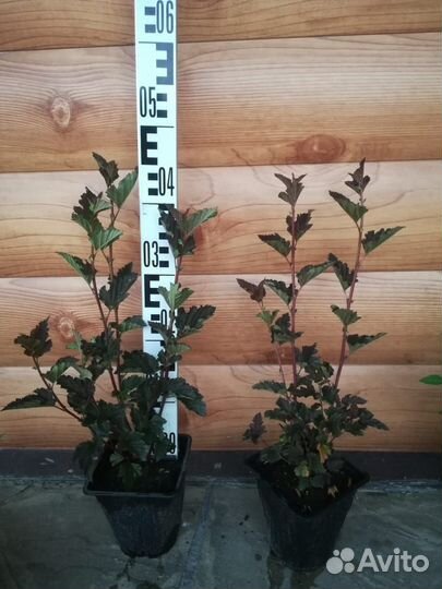 Чернозем классный,навоз готовый 2/3г,торф,привезу