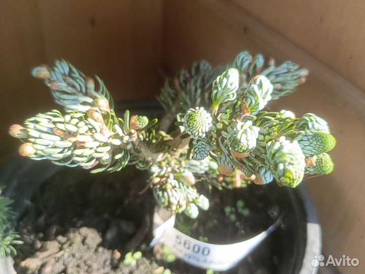 Хвойные растения для ландшафта