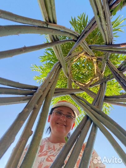 Плетеные деревья из ивы