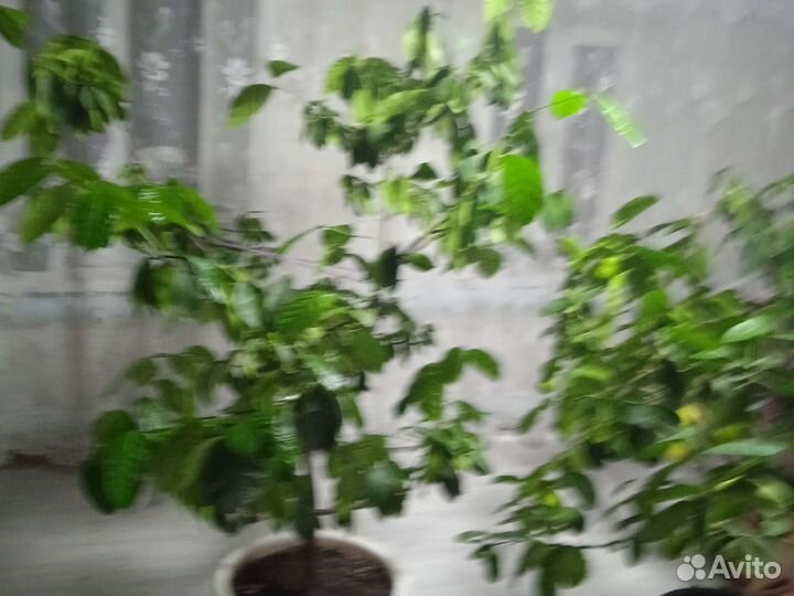 Лимонное дерево