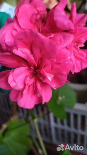 Пеларгония плющелистная