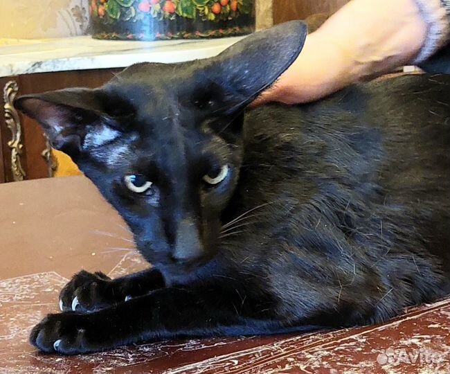 Рэм - красавец, говорун и ласкушка