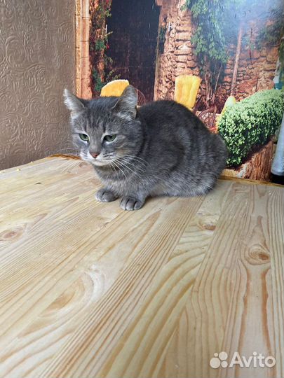 Кошечка в добрые руки