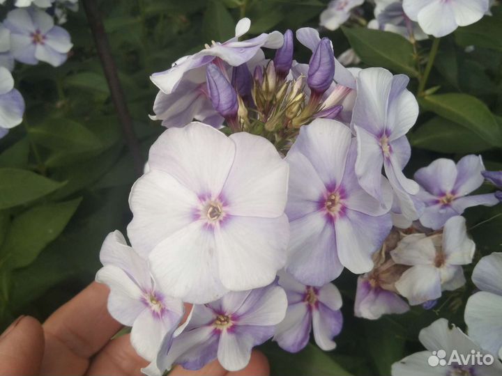 Флоксы многолетние