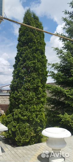 Продаётся туя