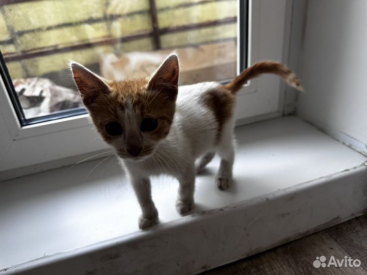 Котята