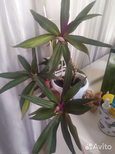 Традесканция рео