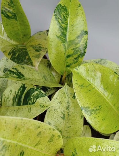 Вариегатный фикус Шривериана