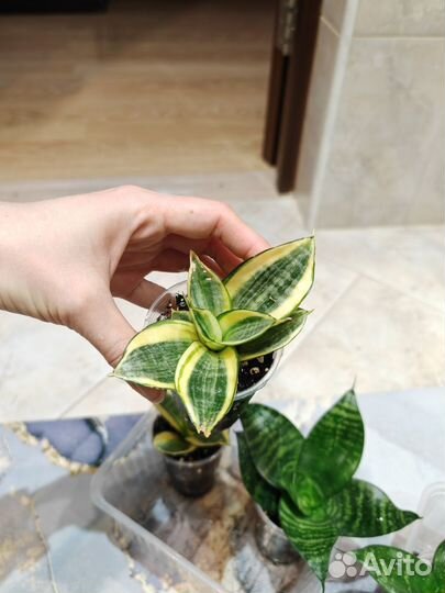 Сансивиерия ханни голд и грин