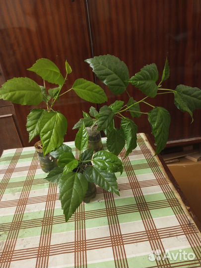 Гибискус китайская роза Балетная пачка