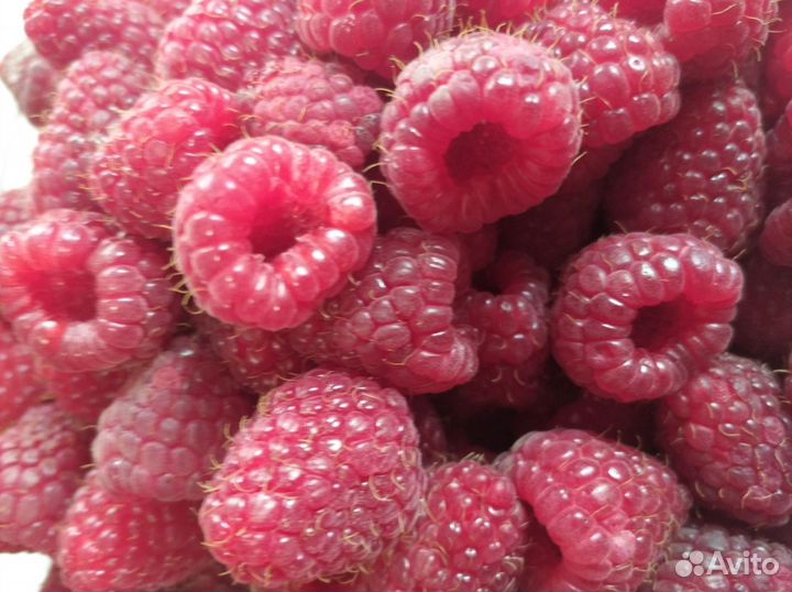 Малина и ежемалина