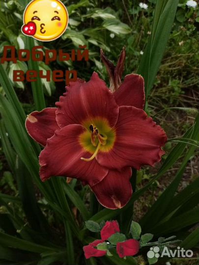 Многолетние цветы