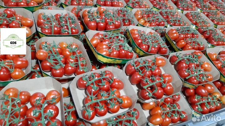 Упаковщик томатов/Вахта