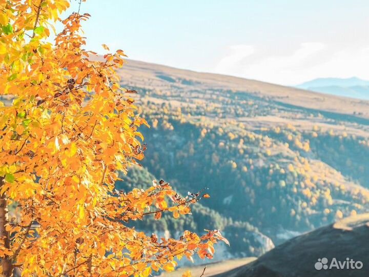 Грозный Топ-Экскурсия Аргунское ущелье, музей Пхак