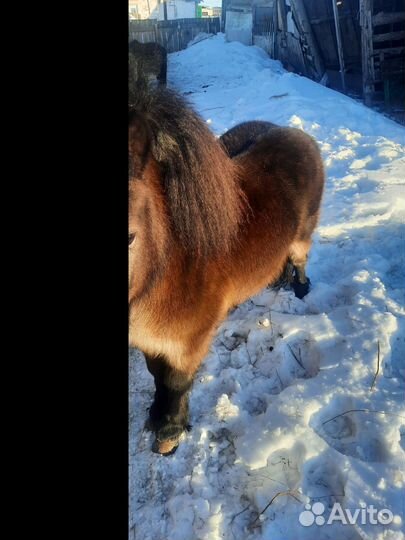 Продам пони