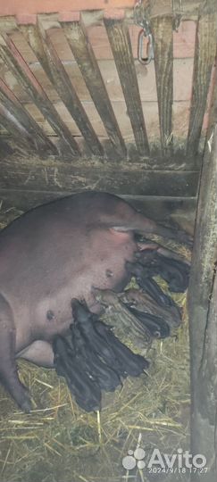 Вьетнамские вислобрюхие поросята