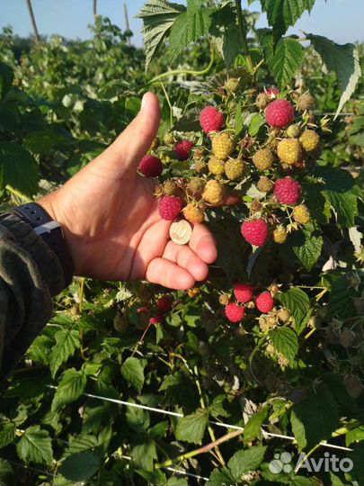 Саженцы Малины