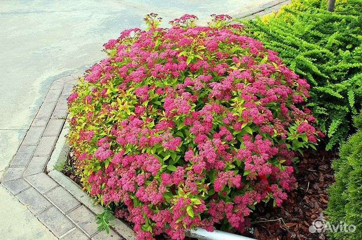 Спирея Японская Голдфлейм