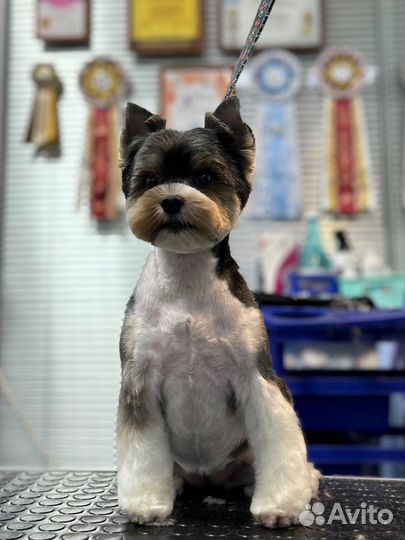 Груминг/стрижка собак и кошек