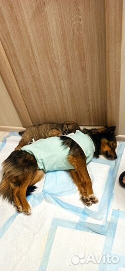 Пристраивается щенок