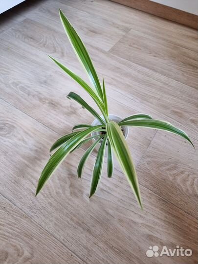 Хлорофитум океан