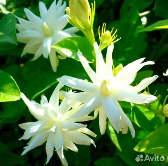 Комнатные жасмины