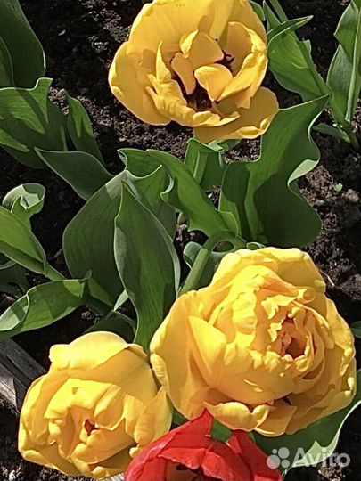 Цветы тюльпаны