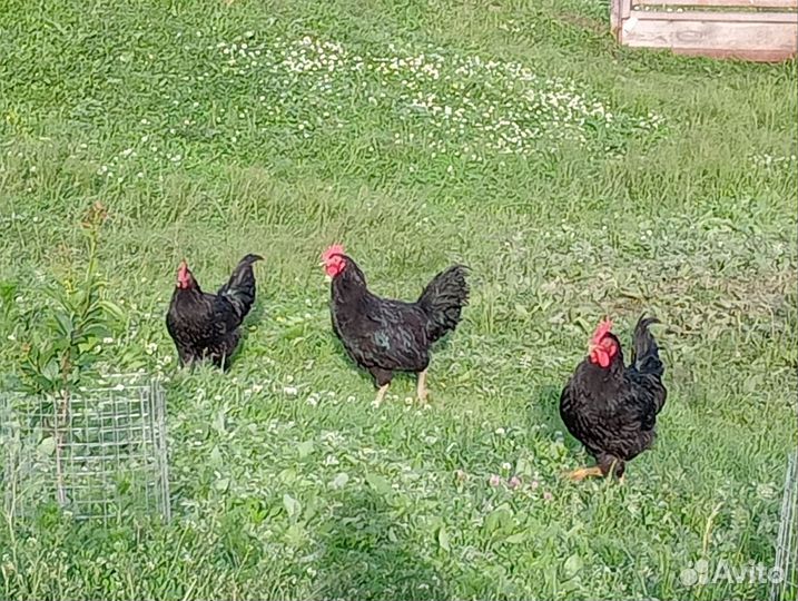 Молодые петухи порода