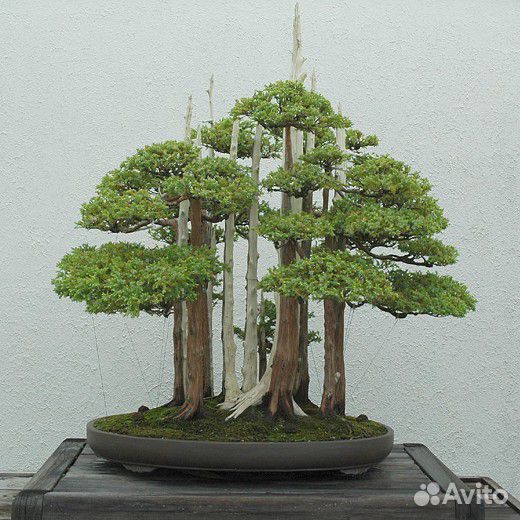 Секвойя бонсай, семена