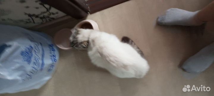 Кошка отдам в добрые руки