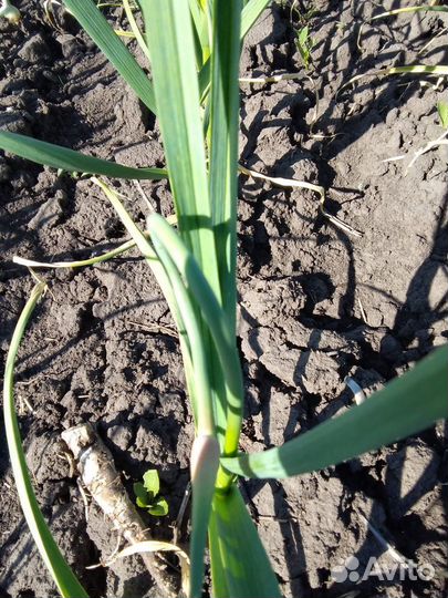 Чесночные стрелки