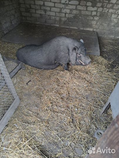 Вьетнамский вислобрюхий хряк и свинки