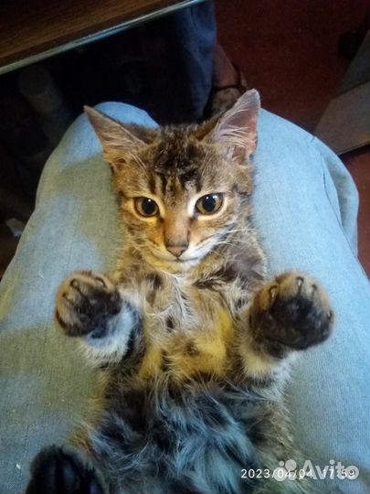 Котенок 5,5 мес. отдам в добрые руки