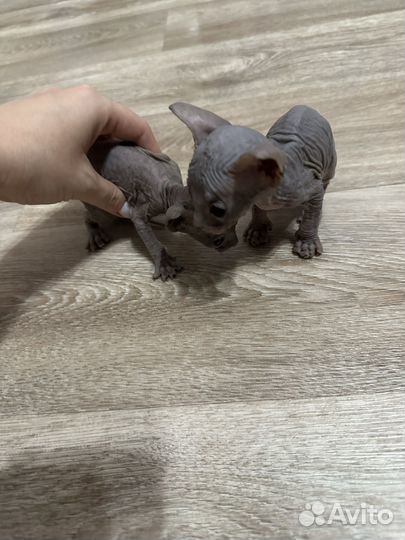 Канадский сфинкс котенок