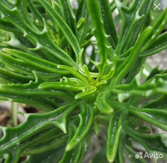 Каланхое Оленьи рожки, Крассула овата Хоббит