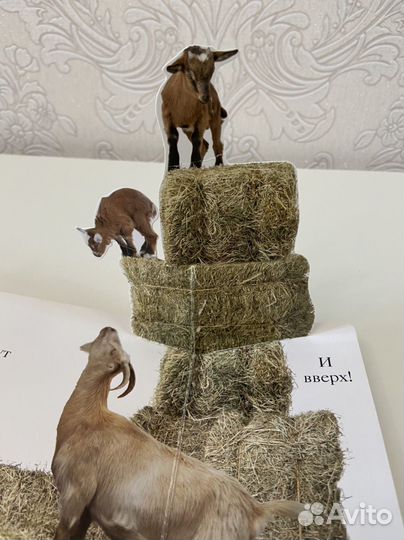 Мэтью Ван Флит 