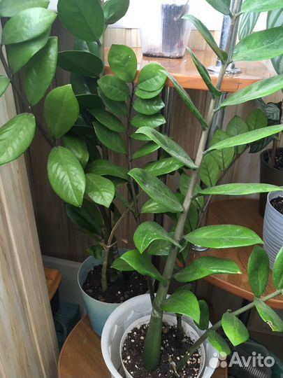 Замиокулькас