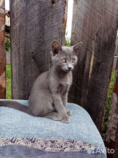 Котята в добрые руки бесплатно
