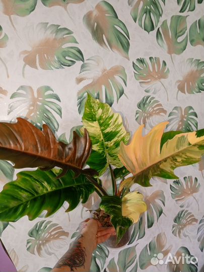 Карамель марбл