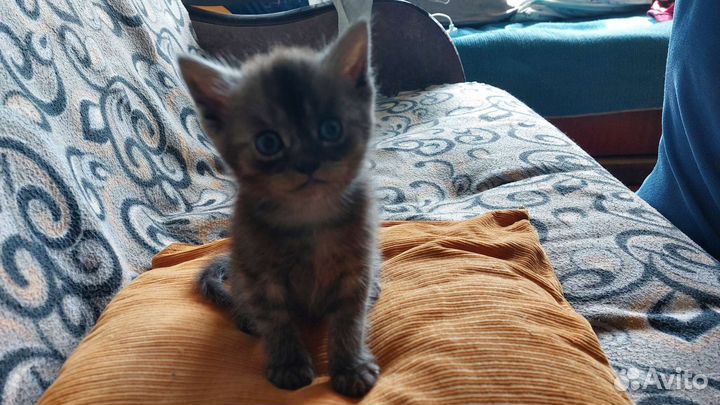 Котята