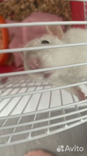 Крыса дамбо