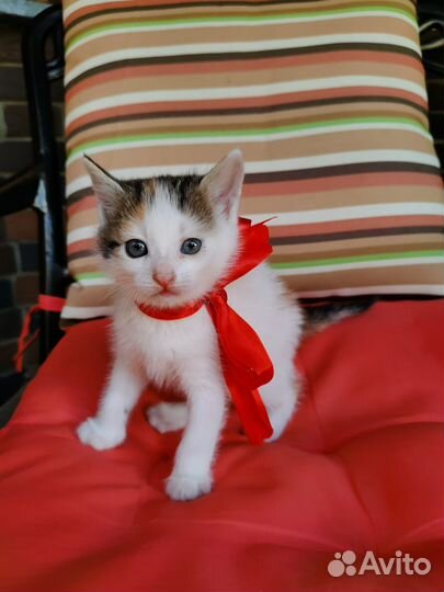 Кошка в дар бесплатно