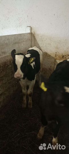 Телята бычки