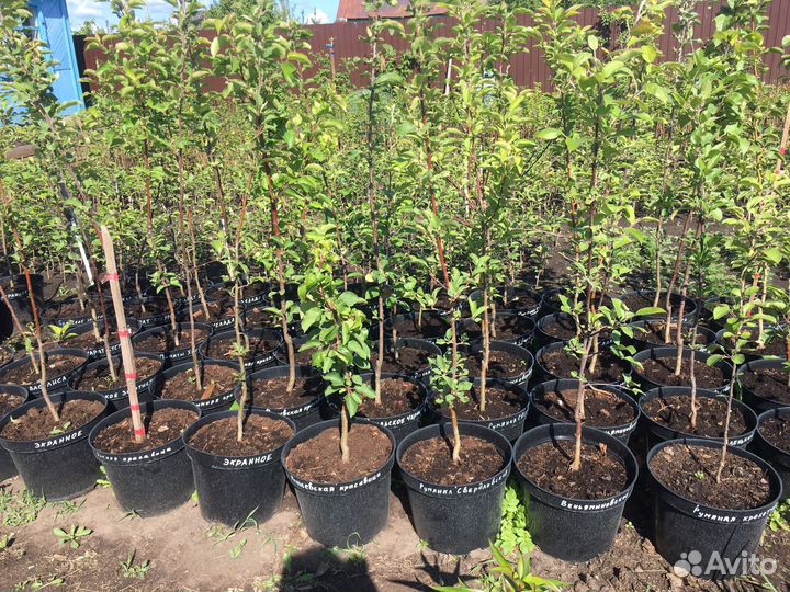 Яблоня трехлетка