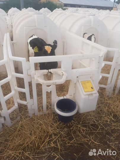 Быки телята