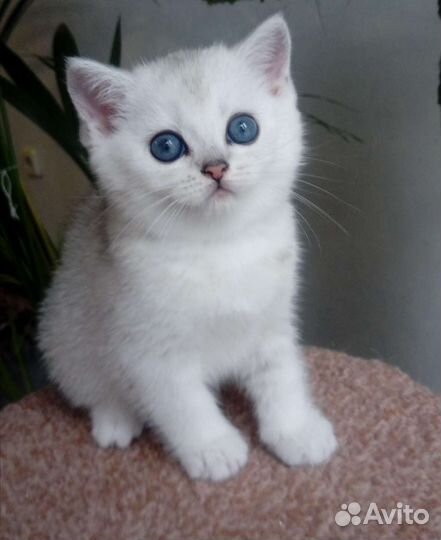 Британская шиншилла